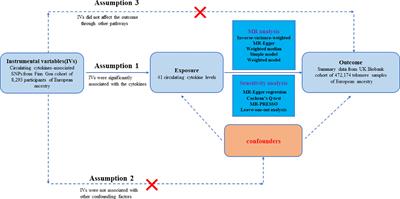 Associations of genetically predicted circulating levels of cytokines with telomere length: a Mendelian randomization study